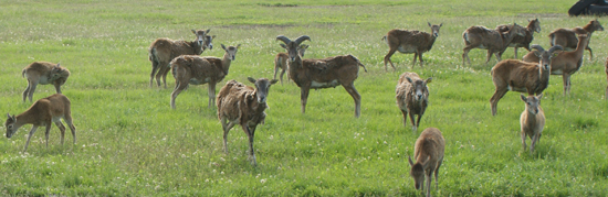 разведение благородных оленей муфлонов лани Польша